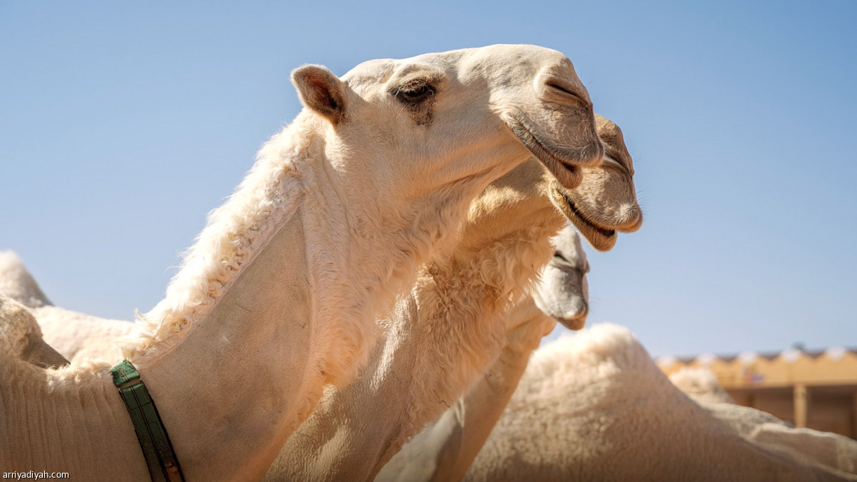 منافسات «سيف الملك»